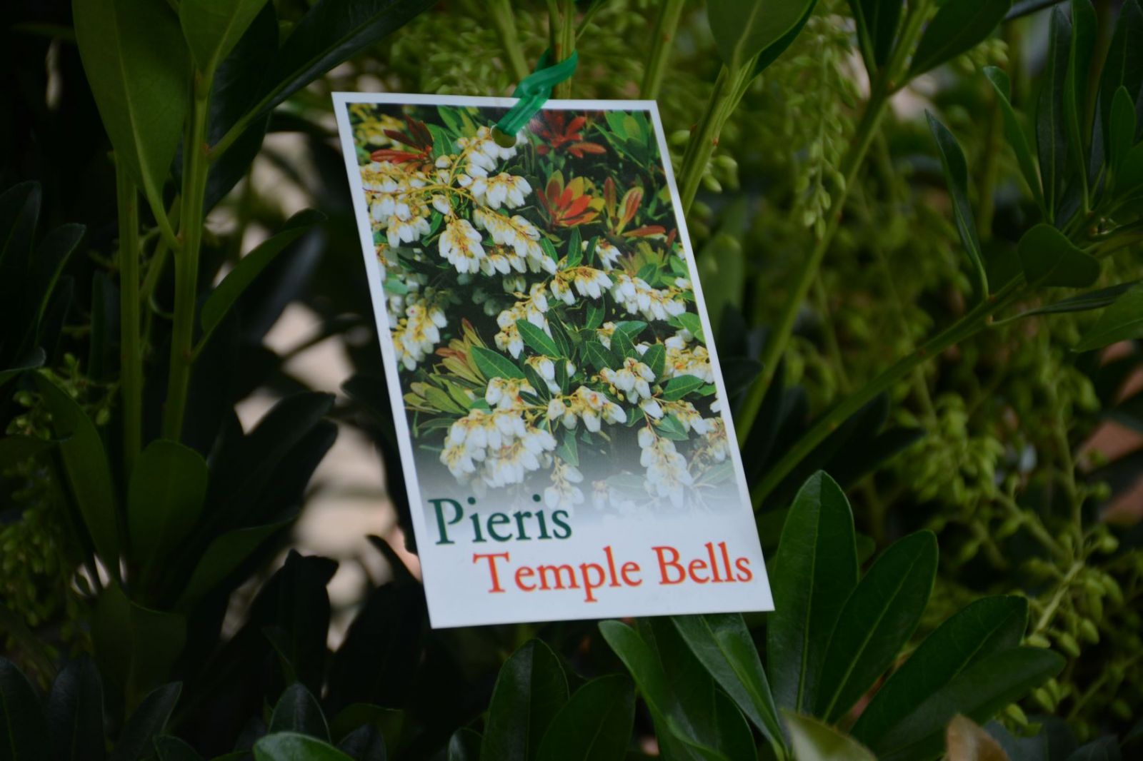 Pieris Temple Bells